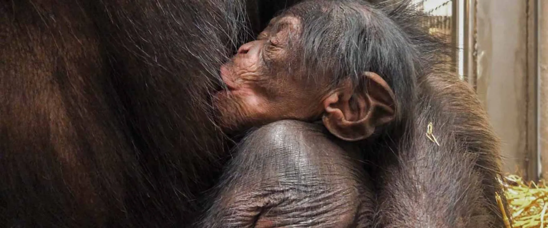 North Carolina Zoo Announces New Baby Chimp