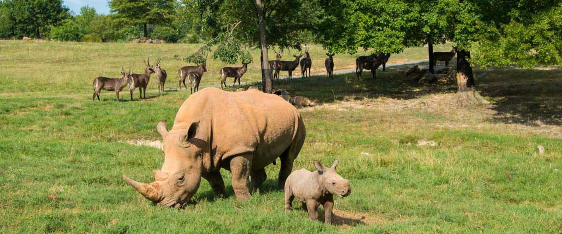 An adult white rhinoceros is grazing in a grassy field while a small rhino calf stands beside it, looking toward the viewer. In the mid-background, a group of approximately ten dappled deer-like animals with antlers (likely fallow deer or similar) are standing in the shade of a cluster of trees. The scene is an open, sunny savanna-style enclosure with green grass and trees along the perimeter.