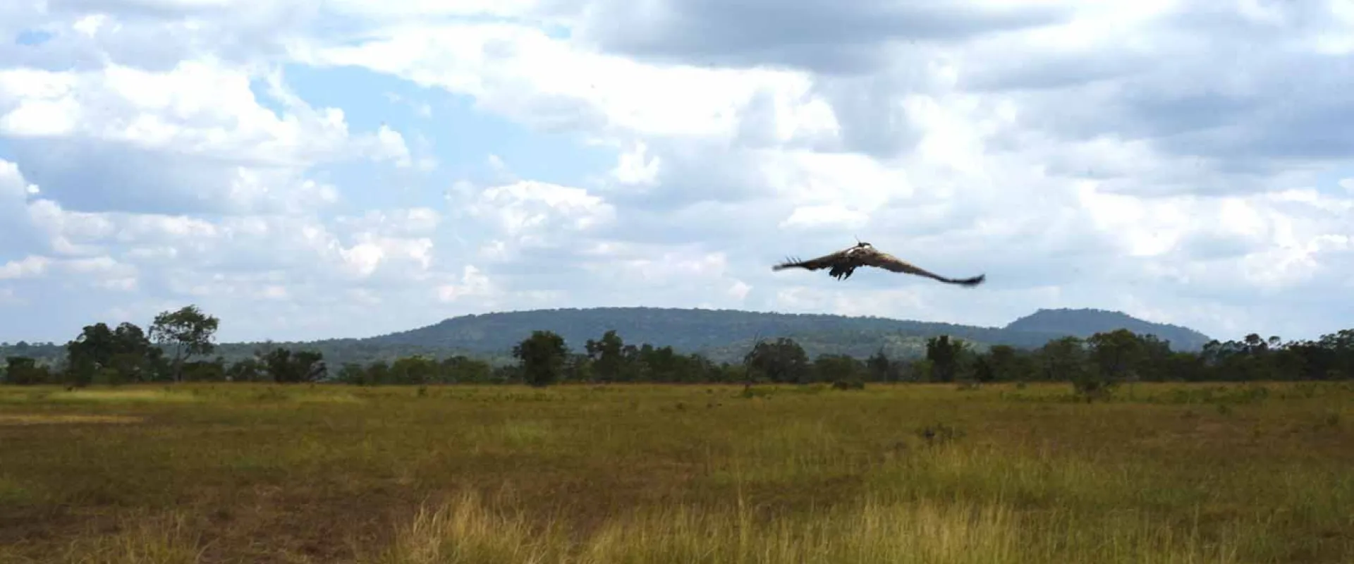 A Vulture, which is a bird of prey, is captured in flight low over a vast, dry savannah landscape. The ground is covered in brown and golden grasses, with a line of trees and a low mountain range visible in the distance under a blue sky with scattered white clouds.