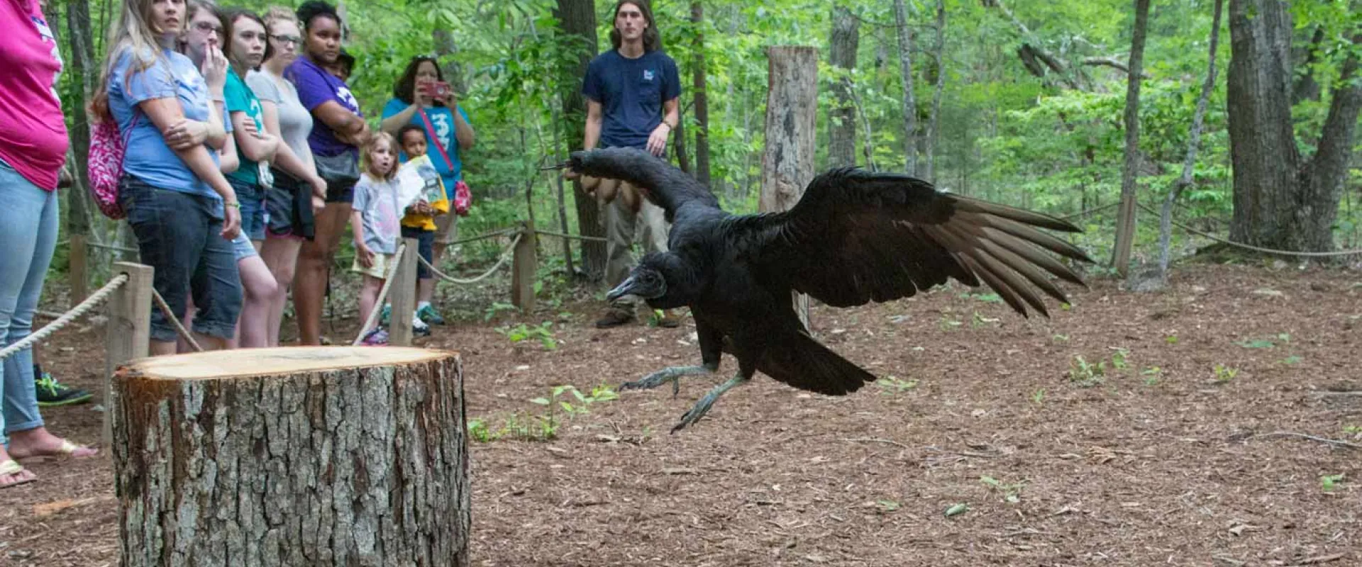 A group of people, mostly young adults and children, stand behind a rope barrier watching a demonstration in a wooded area. In the foreground, a large black vulture is landing or taking off from the ground next to a thick tree stump, with its wings spread wide.