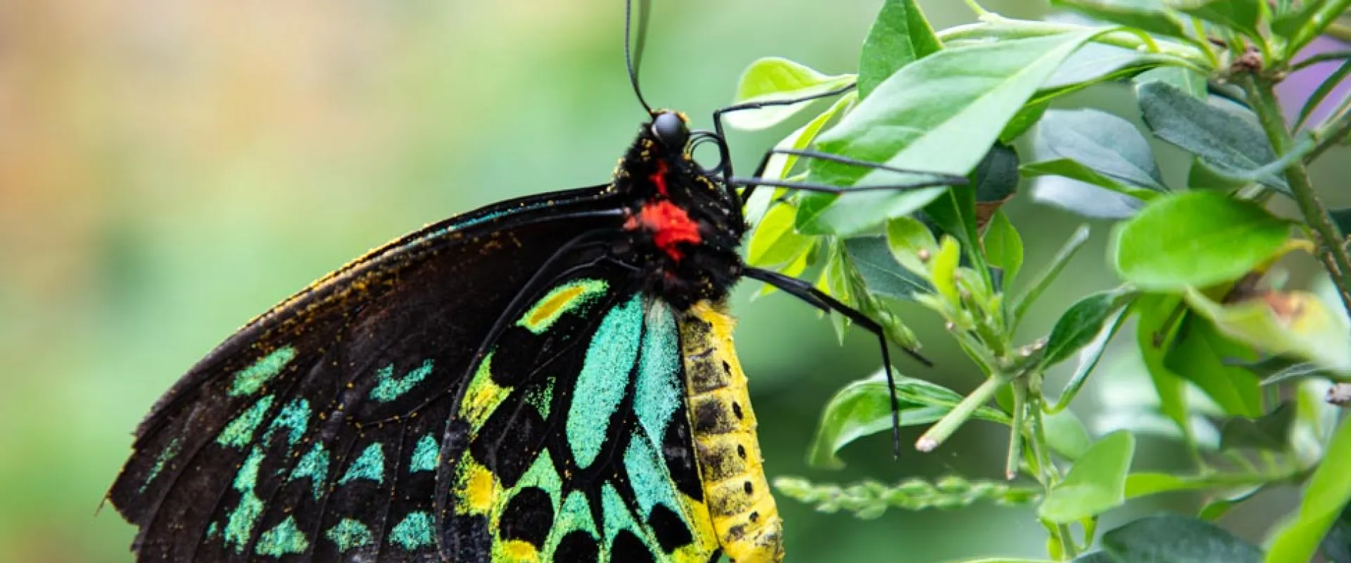 North Carolina Zoo Earns Botanical Garden Accreditation