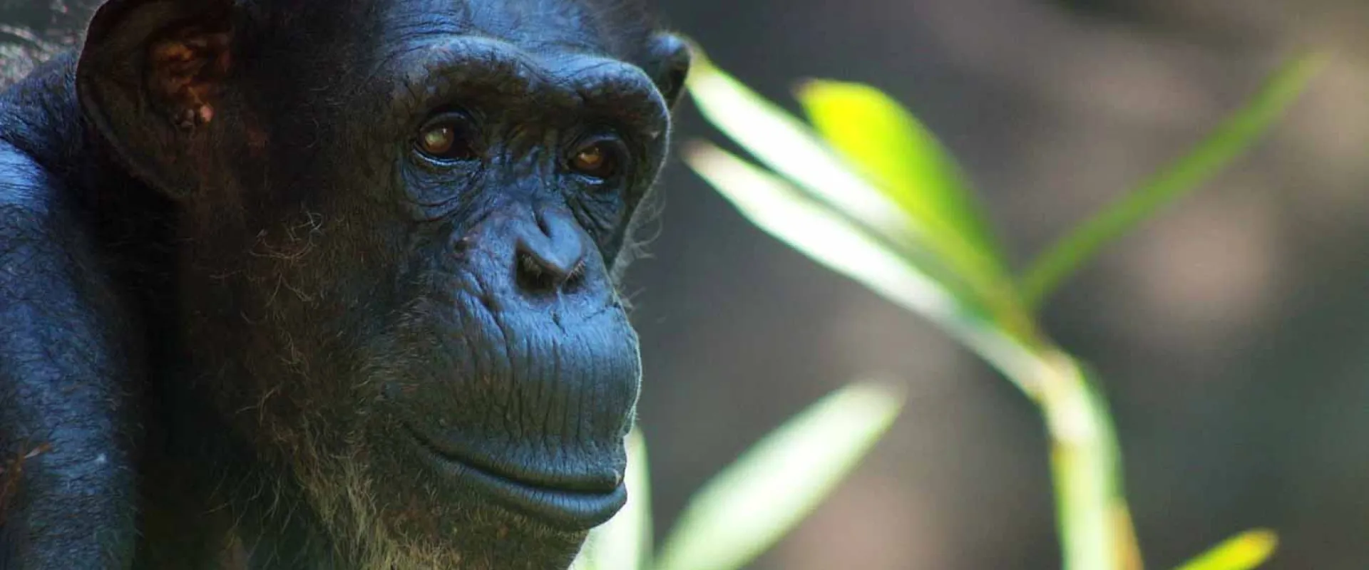 Chimpanzee Ruthie Passes Away at the North Carolina Zoo 