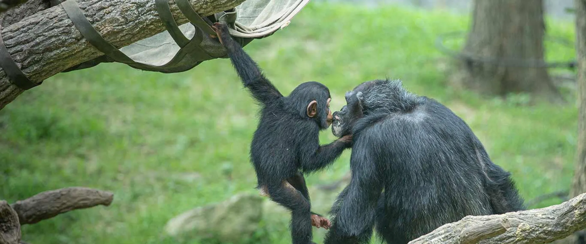 A tiny Baby Chimp swinging from a hammock on an elevated log with one arm and kissing Mom Chimp who sits on a log nearby on lips.