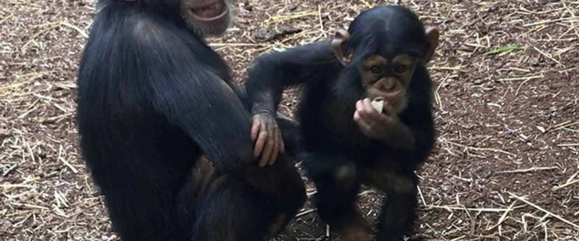 Two Chimpanzees with black fur and faces, sitting huddled together in the grass. The one on the right has its arm around the other.