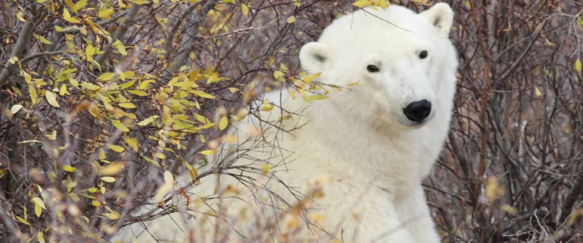 Help Us Name Our Wild Polar Bear 