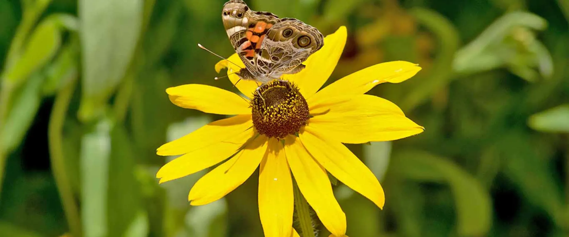 Birds, Blooms, Bees, Butterflies and Bioblitz on Mother’s Day Weekend at the North Carolina Zoo  