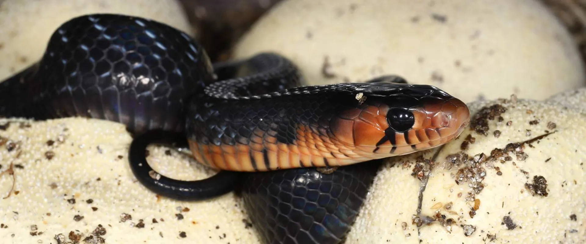 A small, shiny black snake with a distinct coppery-red or orange band around its neck and a black head. The snake is coiled slightly on top of several large, pale yellow or off-white reptile eggs, which are covered in flecks of dark dirt or substrate. The snake appears to be hatching from the eggs.