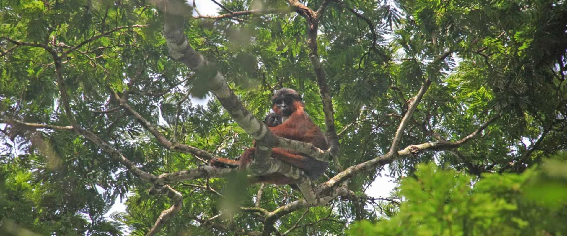 On the Frontlines: Protecting Preuss's Red Colobus Monkey in Nigeria 