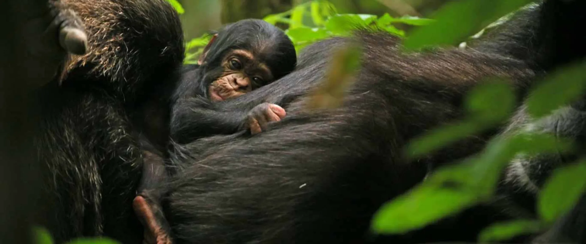 A small, wide-eyed chimpanzee infant clings tightly to the thick, dark fur of its parent, nestled in a tree or dense jungle foliage. The scene captures the bond between mother and baby in their natural habitat.