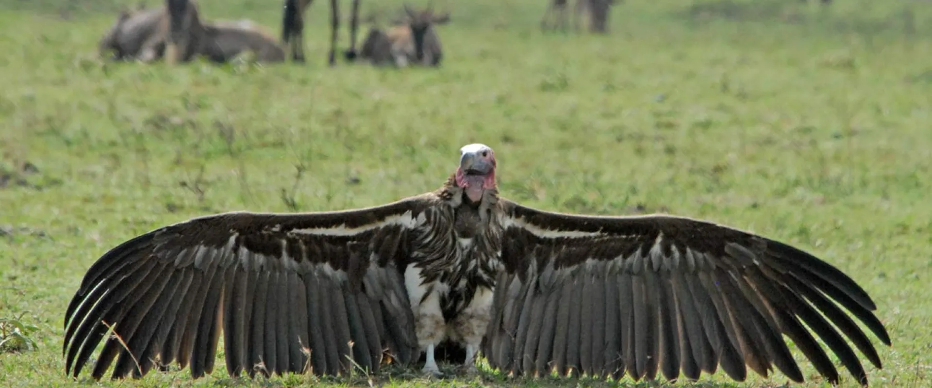 Catch a Vulture by the Toe: One of These Things is Not Like the Other