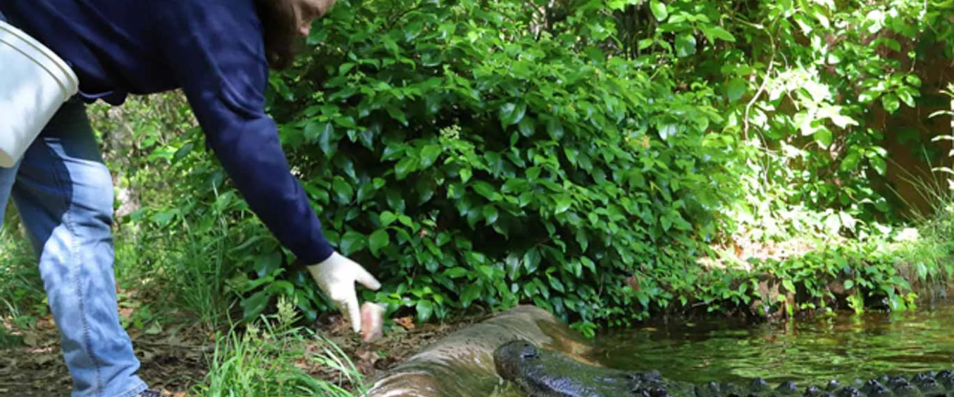 Alligator Care and Training