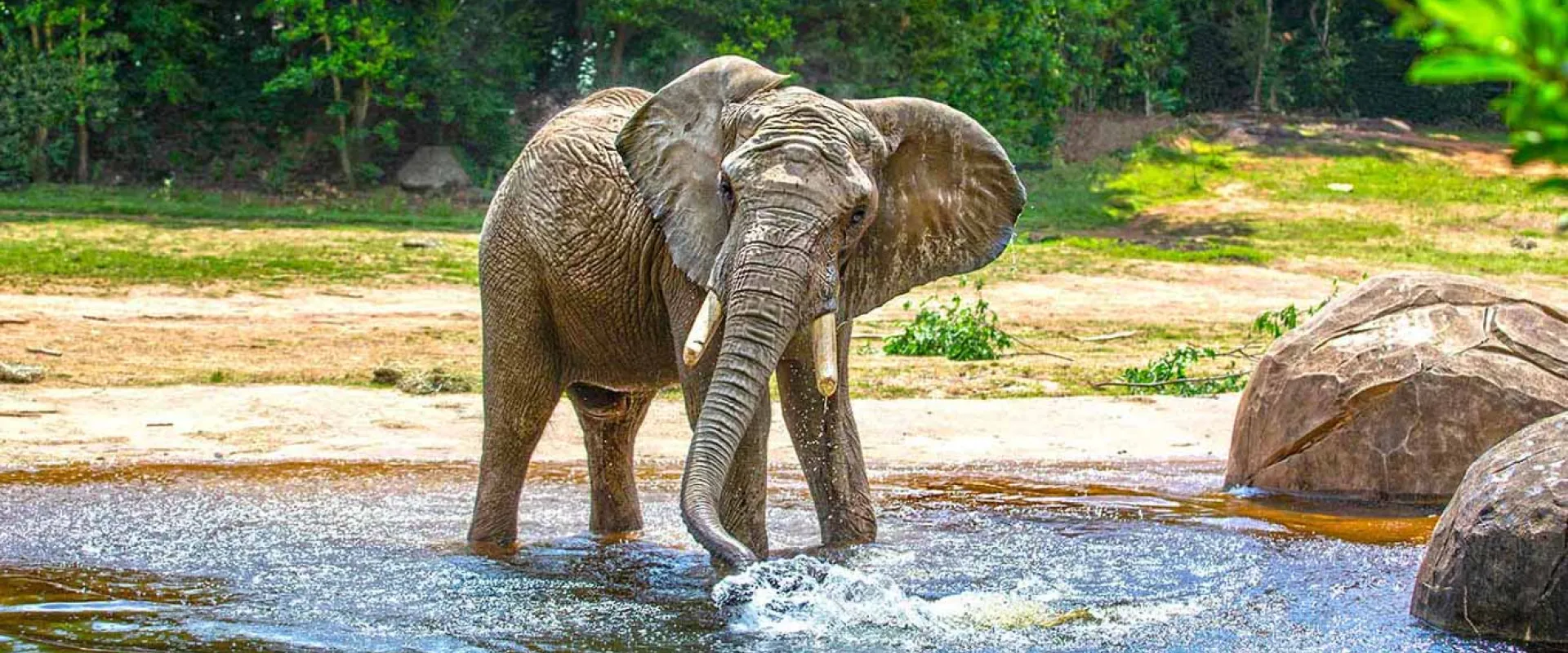 The North Carolina Zoo Welcomes African Elephant Louie