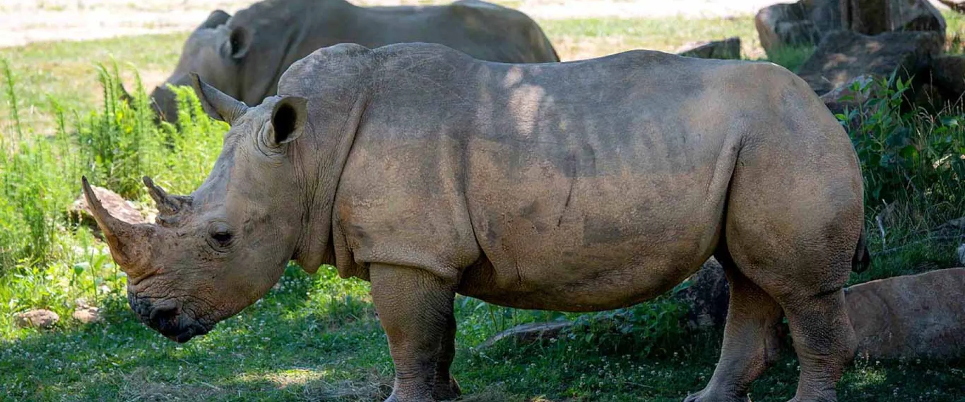 North Carolina Zoo Mourns Loss of Natalie, Rhino with ‘Big Personality’  