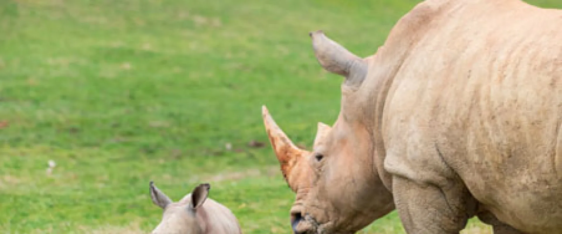 When Jojo Met Jojo: Hope for Rhinos