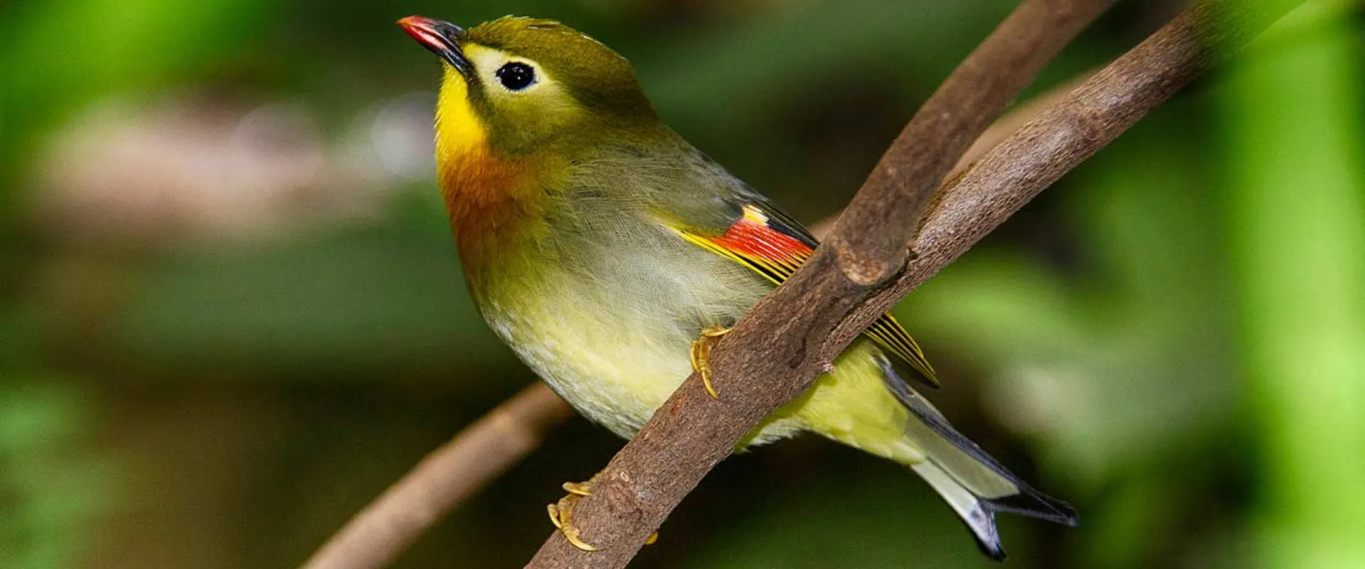 A small, colorful bird, possibly a Pekin Robin or similar species, perches on a bare brown branch, featuring an olive-green back, a bright yellow throat and chest, and a hint of red or orange on its wing.