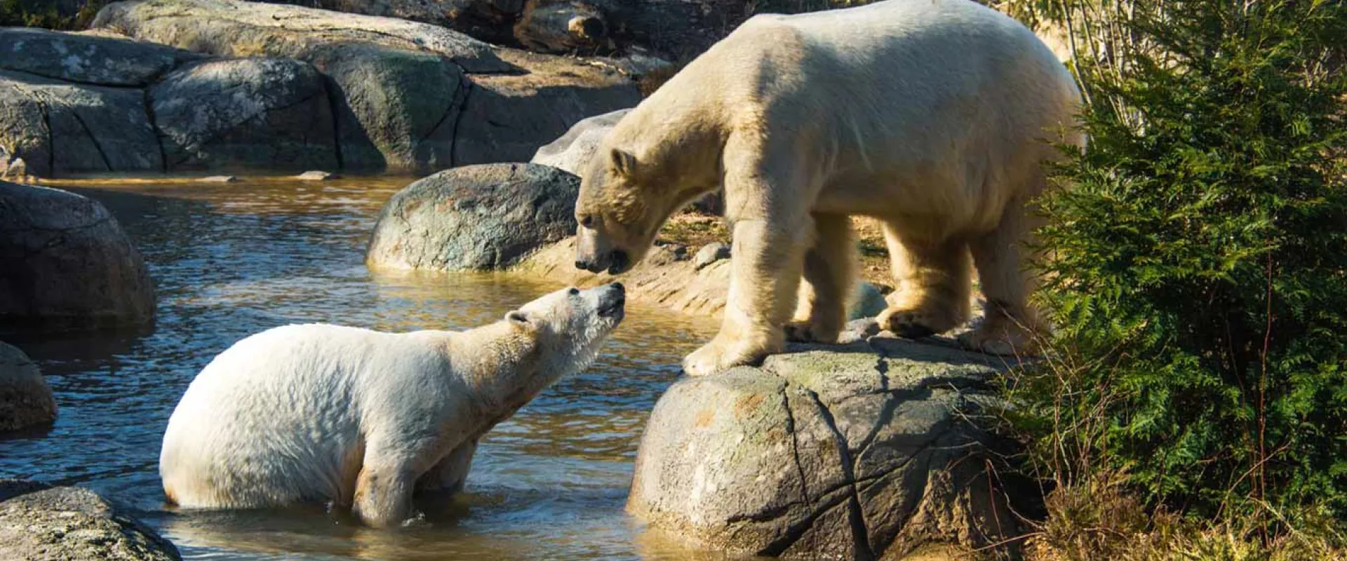Two white polar bears, one standing on a rock and the other partially submerged in the water, are touching noses.