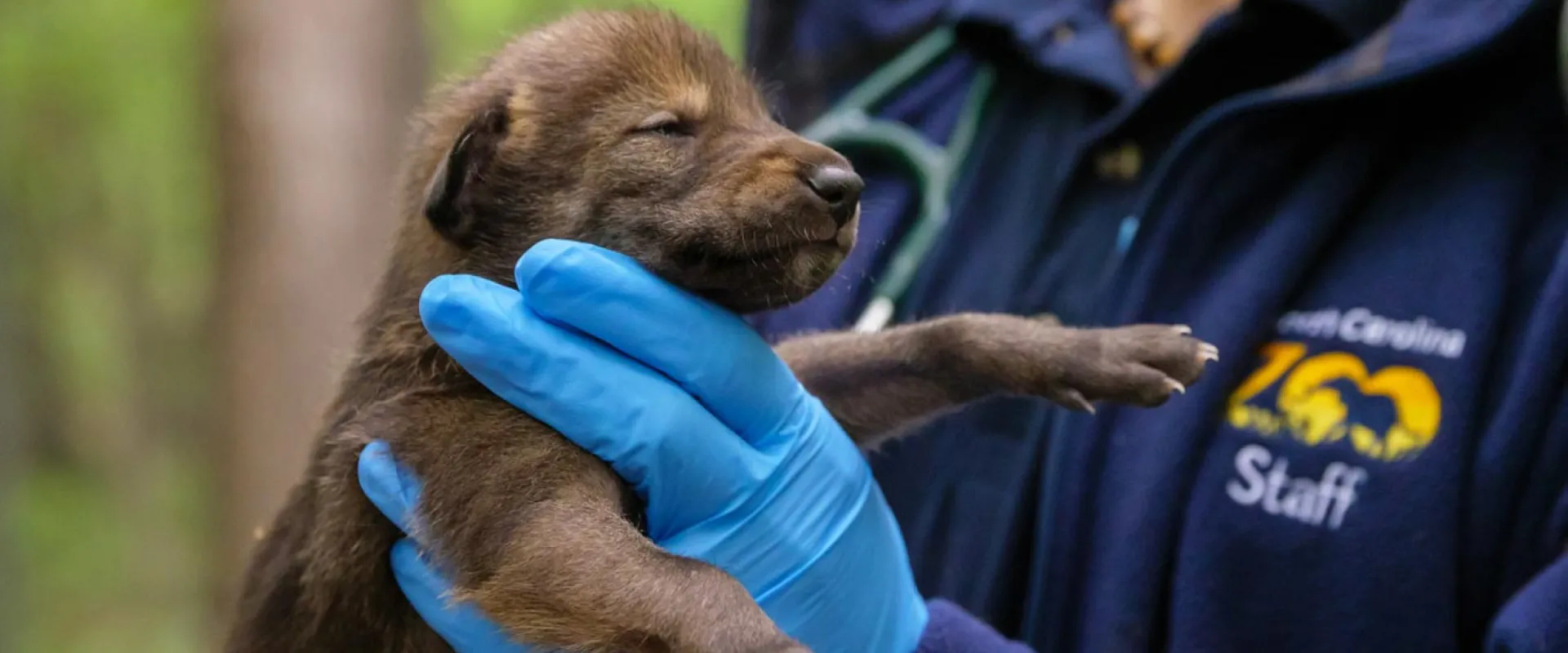 The North Carolina Zoo Announces Birth of Five Critically Endangered American Red Wolves