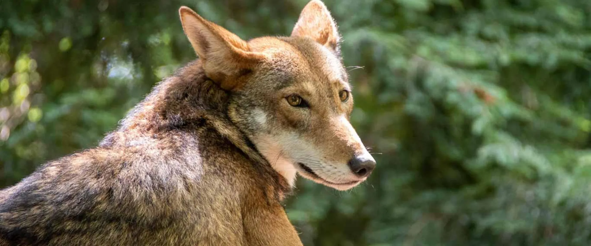 A Red Wolf with a mix of brown and gray, fur stands in a forested landscape, looking alertly to its right. The animal has pointed ears and a bushy tail, and lush trees are visible in the background.