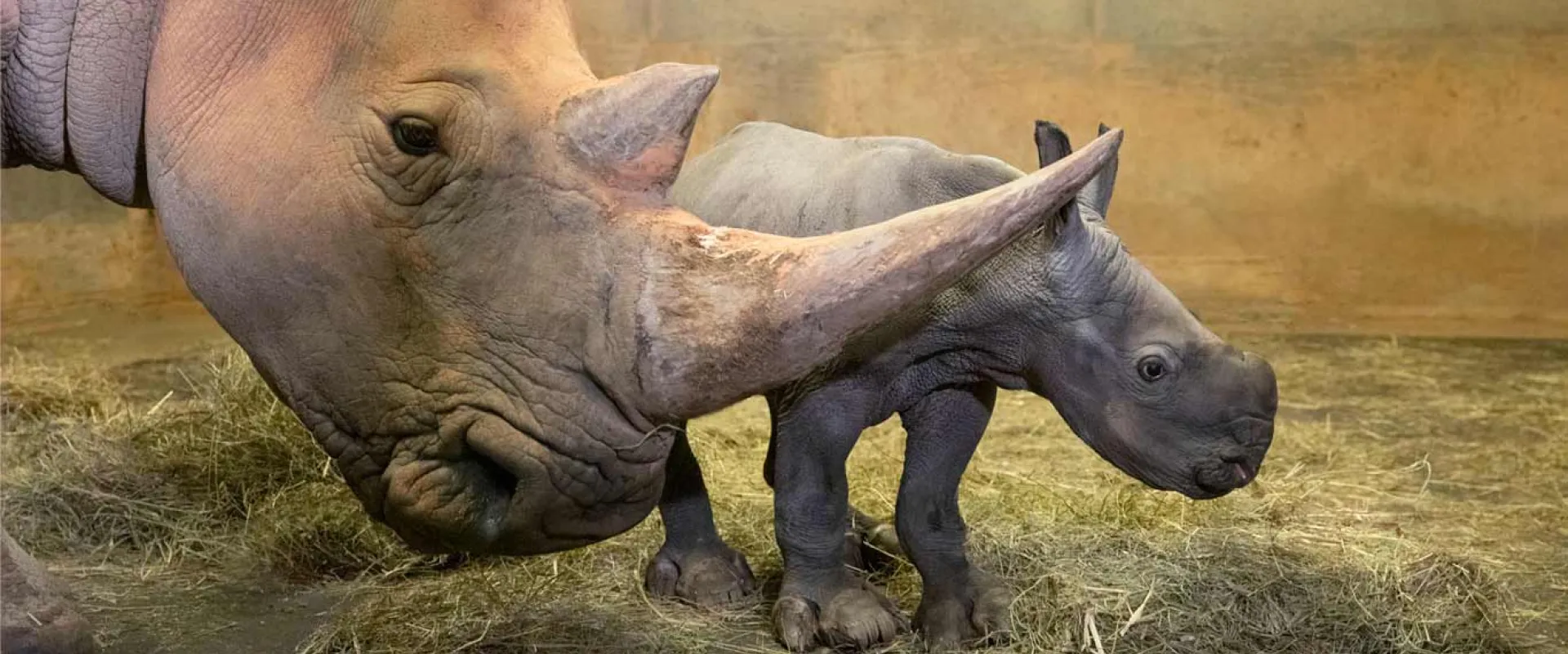 A baby rhinoceros, with its ears perked up, walks behind its mother. The calf is in focus, while the mother's head and horn are blurred in the foreground. They are in a grassy enclosure with a fence and trees in the background.