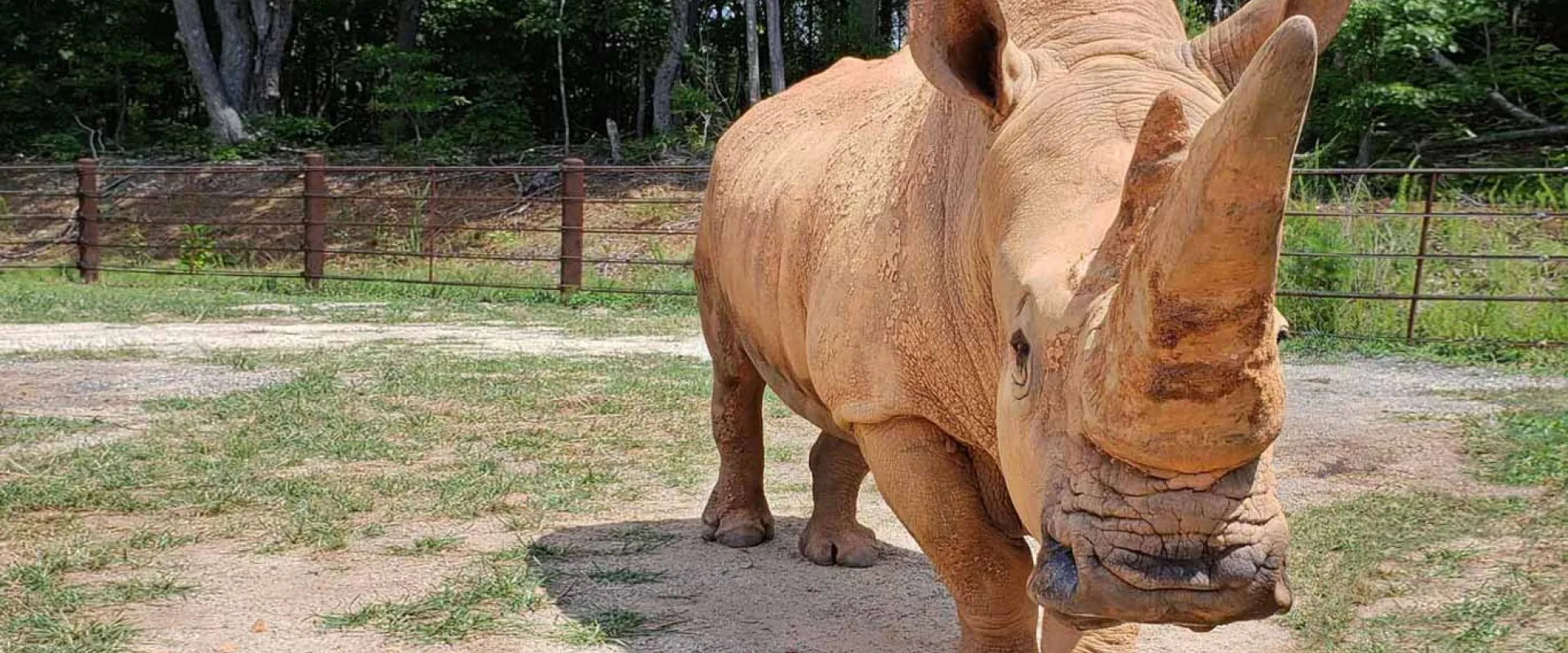 North Carolina Zoo’s Beloved Rhino Stanley Passes Away at 49