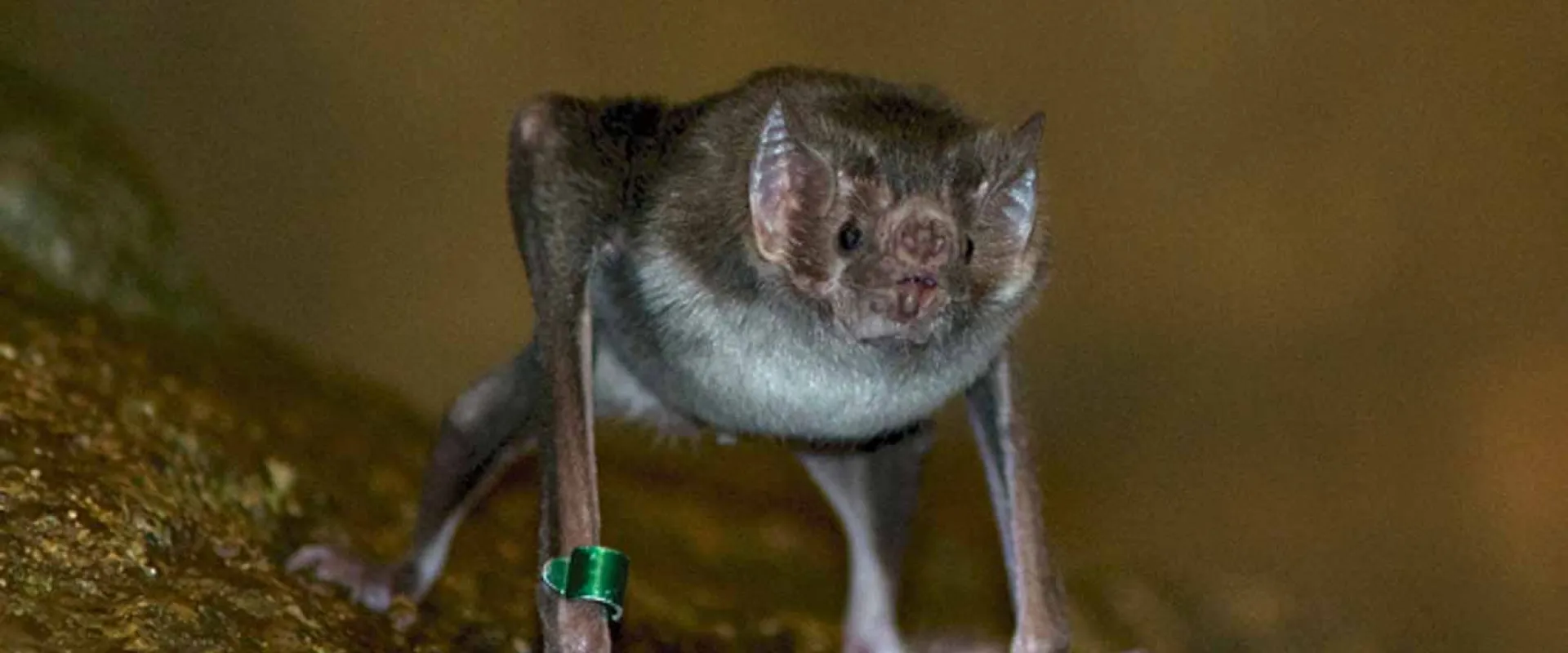 A vampire bat standing upright on a rock on its hands and feet with its wings tucked back. Its tiny flat snout, sharp teeth and large, pointed ears are clearly visible.