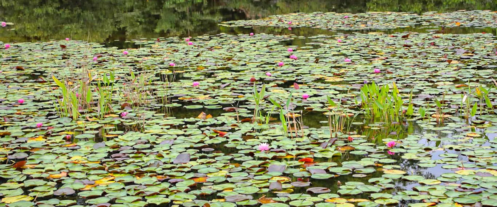A lake with dark water, filled with water lilies and pickeral weed.