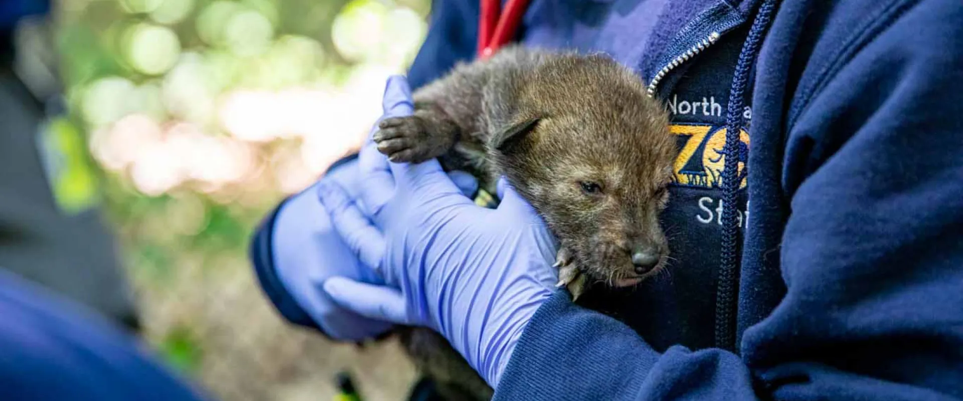 a person wearing a dark blue NC Zoo uniform and blue latex gloves holds a newborn Red Wolf pup to show the viewer while standing in an outdoor environment. The person's face is not visble.