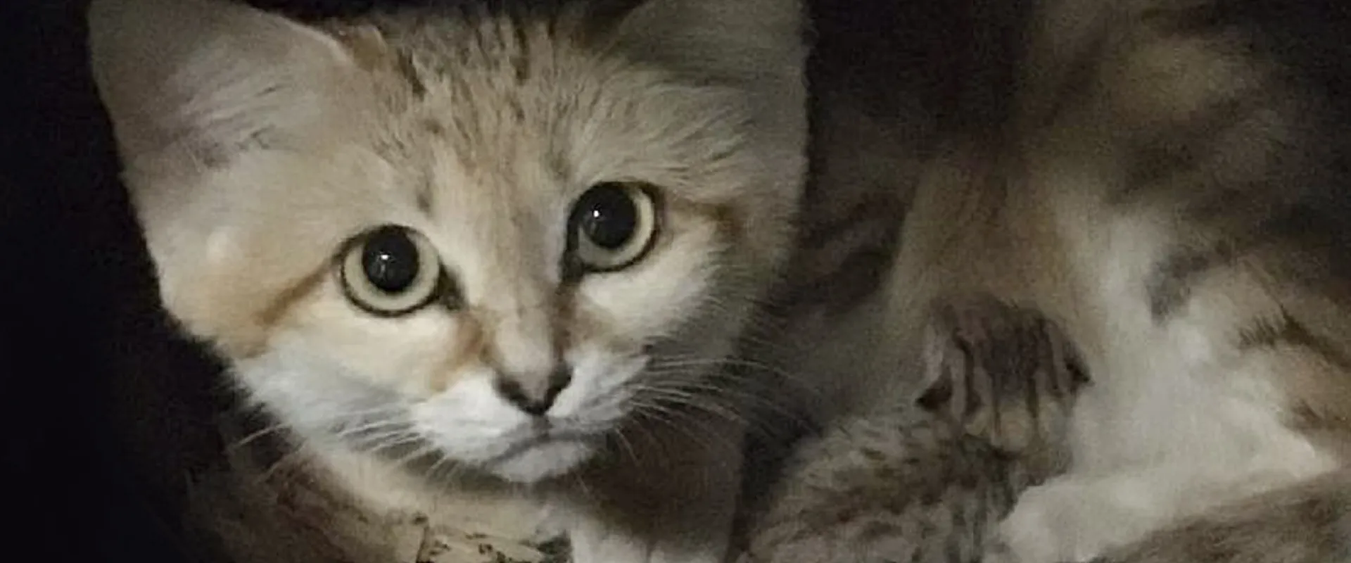 A sand cat with large eyes and a striped coat crouches on a log, looking directly at the camera.