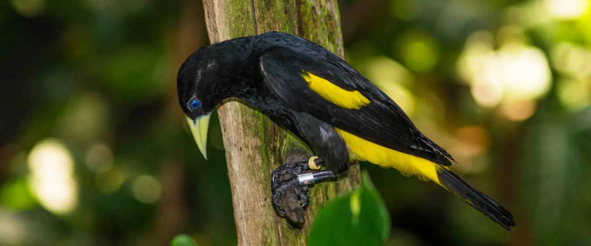 Yellow-rumped Caciques