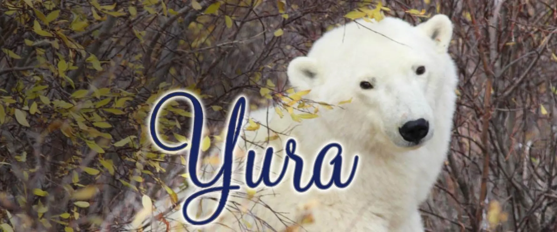 Our Wild Arctic Beauty—Meet Yura