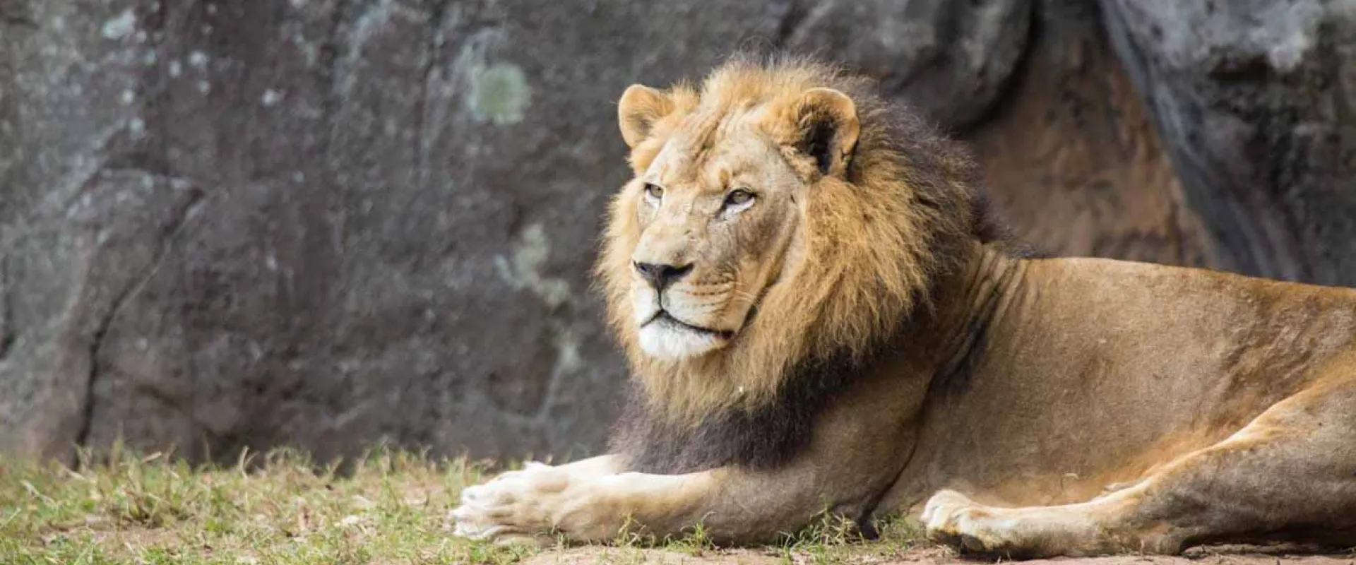 North Carolina Zoo announces death of 'fiercely devoted' elderly lion Reilly 