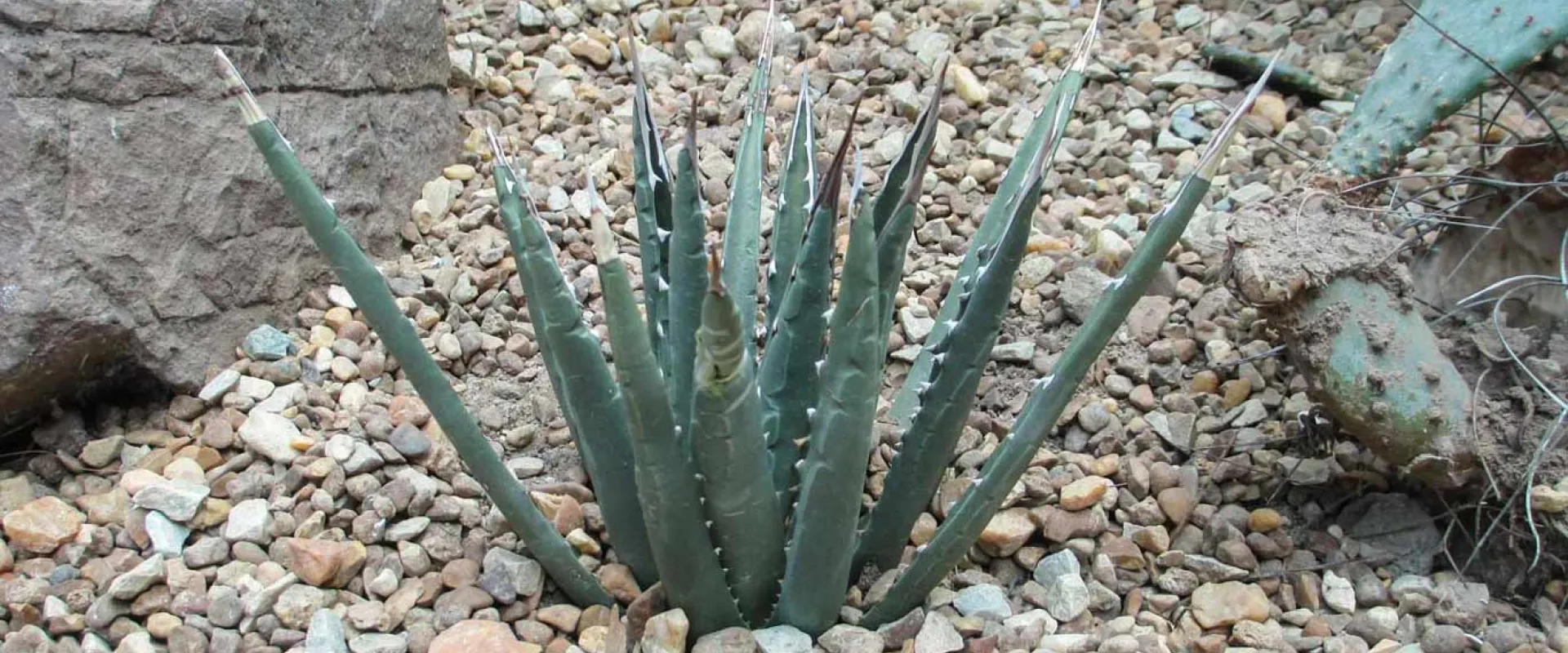 A horizontal close-up photo of a small, blue-green succulent plant with numerous straight, upright leaves, possibly a small agave or sansevieria variety. The plant is centered in the frame and is growing directly out of a bed of light brown and grey gravel or pebbles.