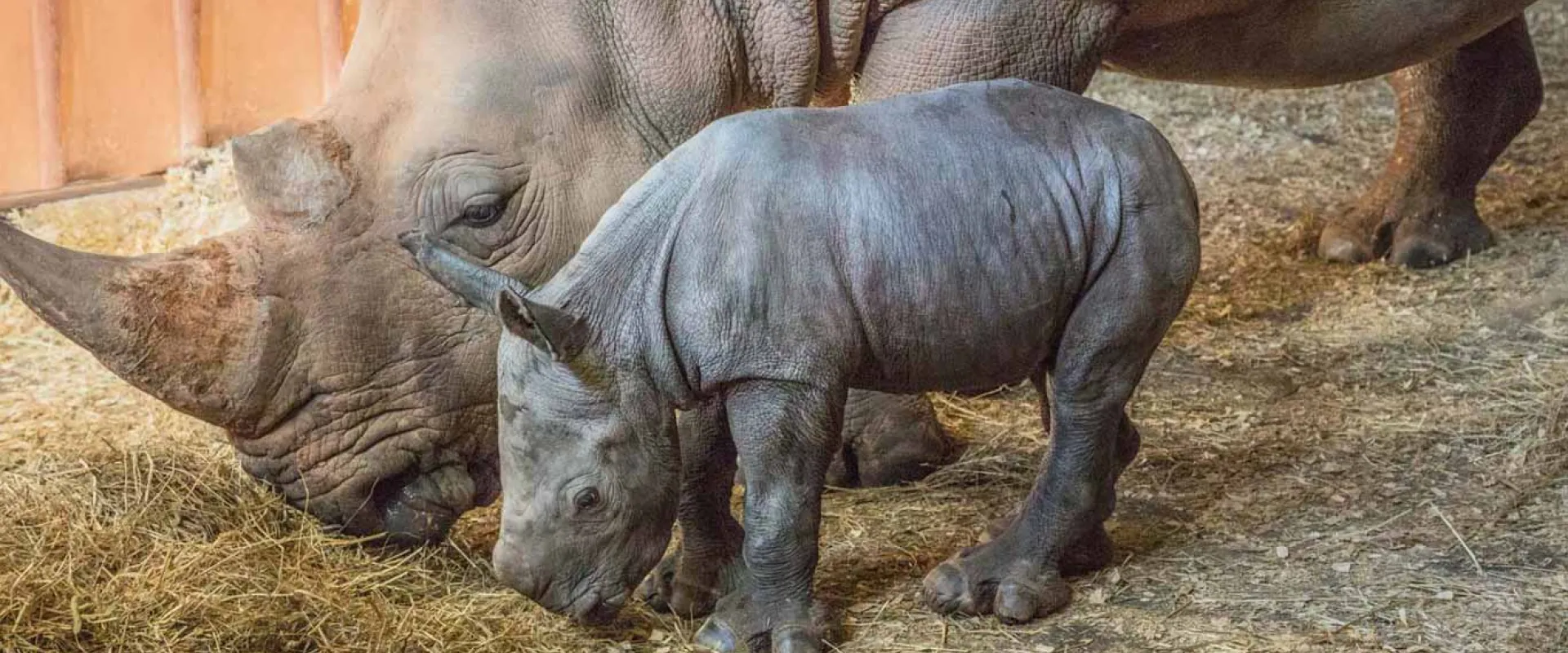 North Carolina Zoo Announces Birth of Southern White Rhino