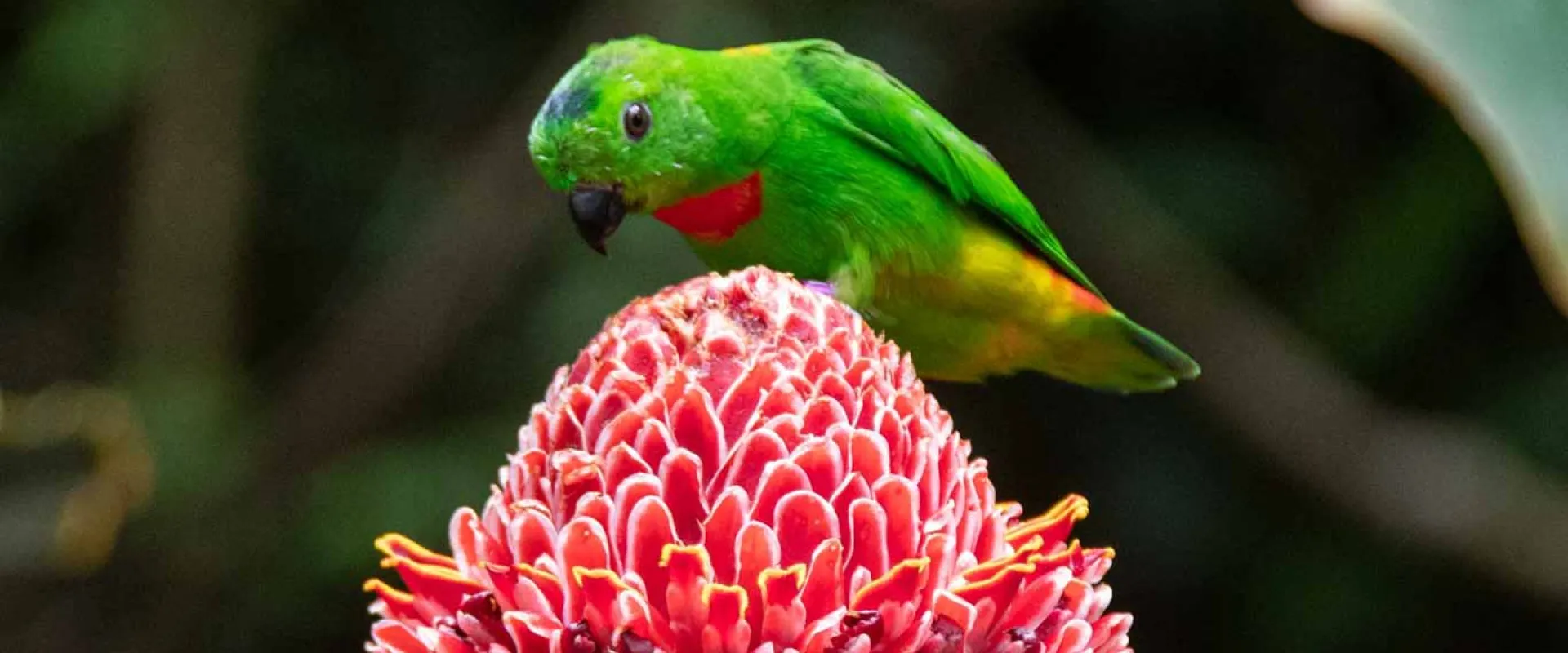 North Carolina Zoo Announces the Permanent Closure of its Aviary Habitat