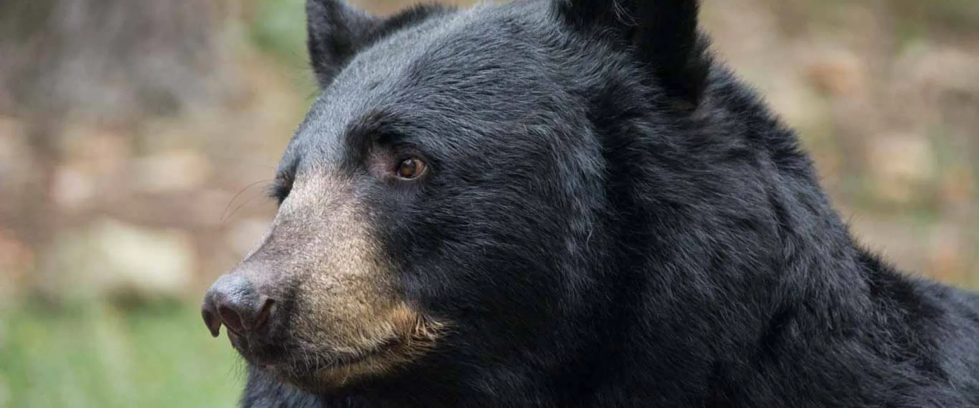 A zoomed in profile view of a large, chunky Black Bear with its distinct dark fur, brown muzzle, and small rounded ears looking off to the left.