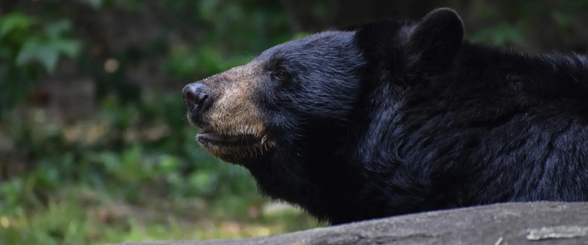 A Black Bear with her tongue sticking out, looking to the left in what appears to be a forest, given the trees in the background.
