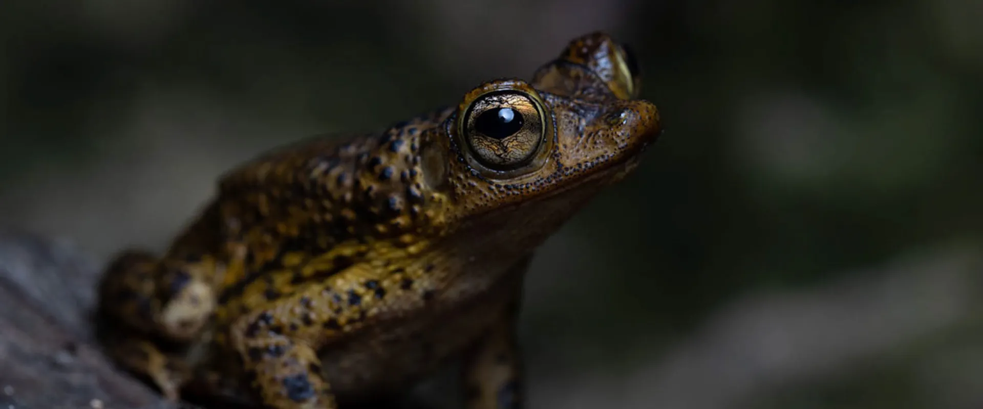 Conservation Is Not Closed: World Frog Day During COVID-19