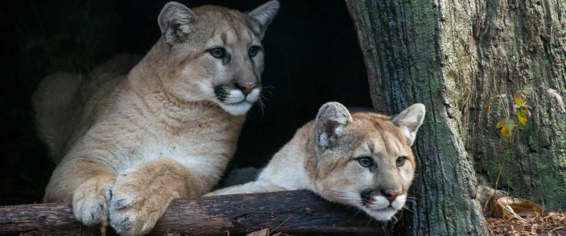 Meet Our Cougar Siblings