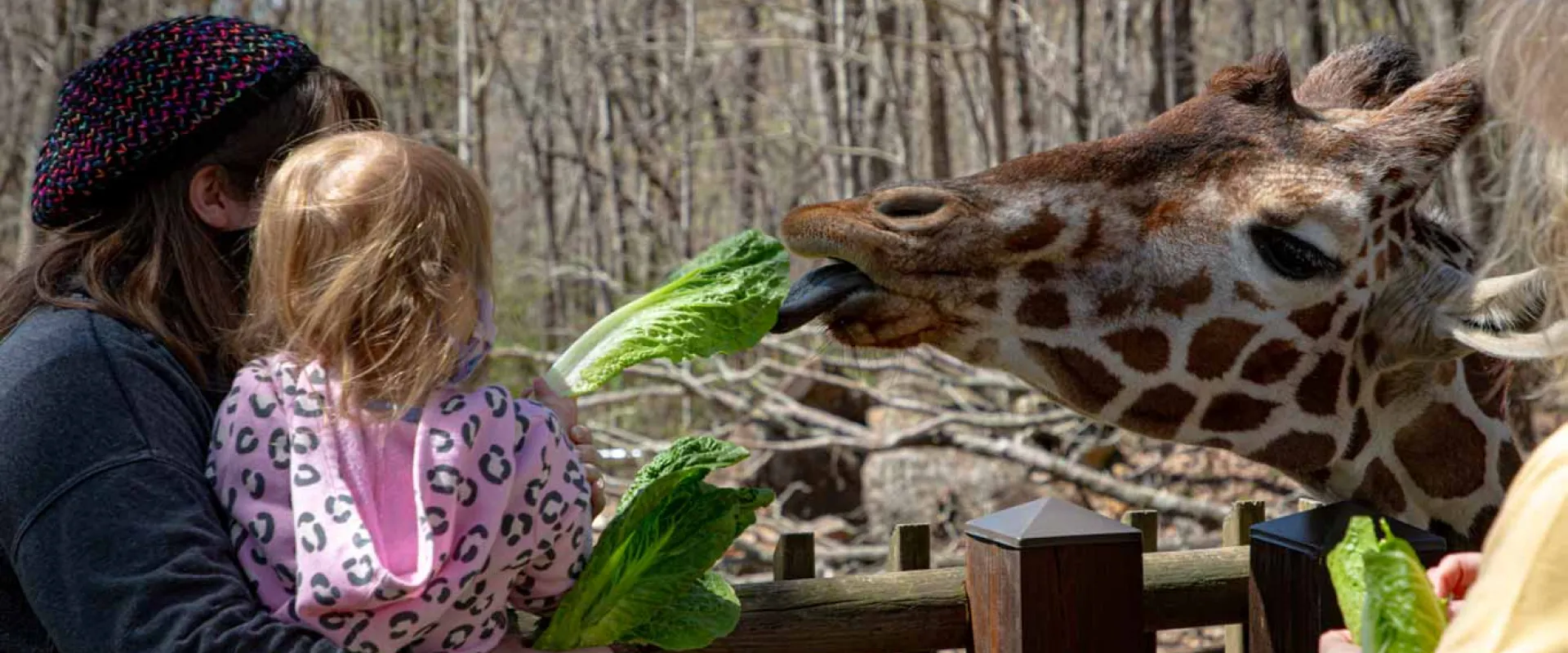 A woman holding a small child in her arms that is holding a leaf of lettuce out over a wooden deck railing. On the opposite side, a Giraffe stretches its long neck over and sticks its tongue out to get the leaf.