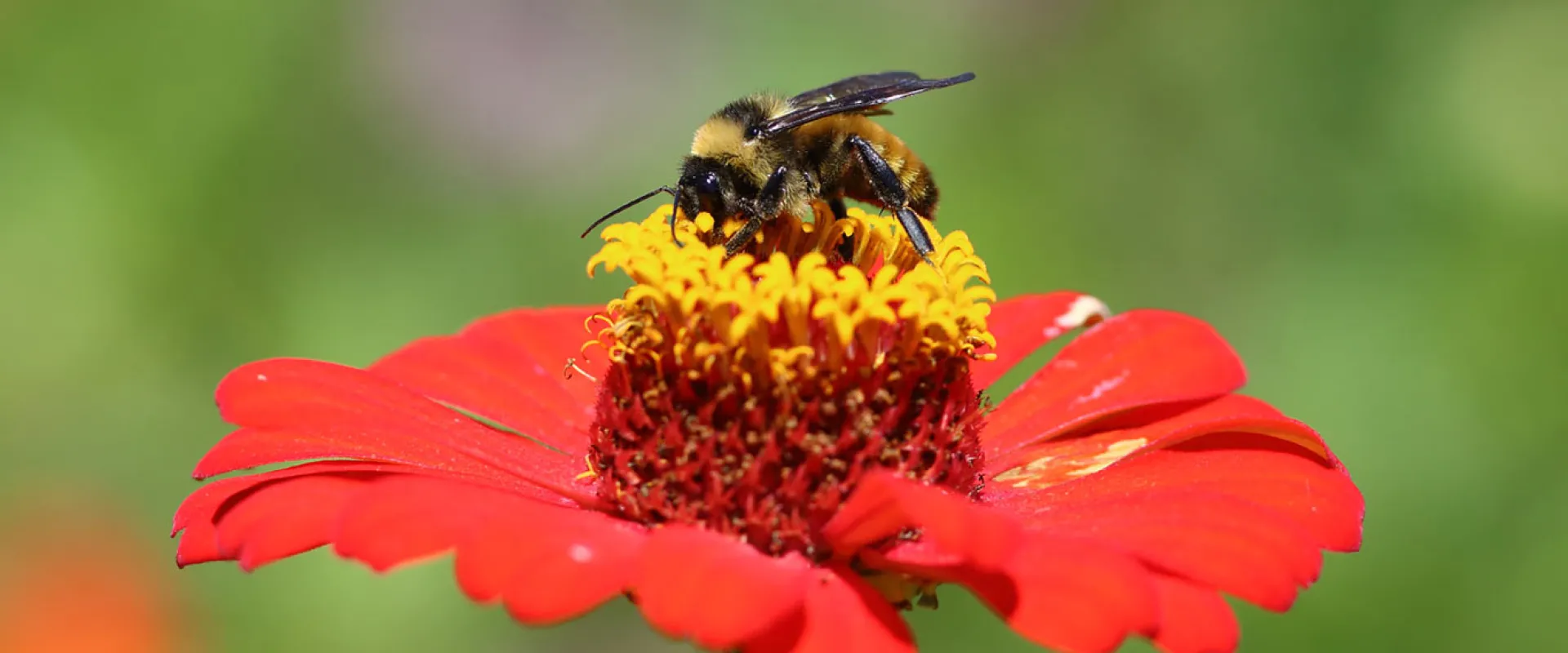 A Western Honey Bee perched and collecting pollen from the yellow center of a bright red flower in a field.