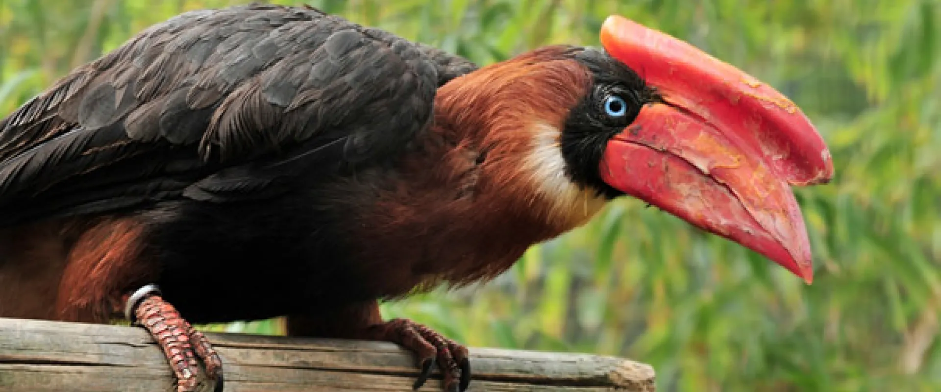 Translating Science into Action: Conservation Planning for the Sulu Hornbill