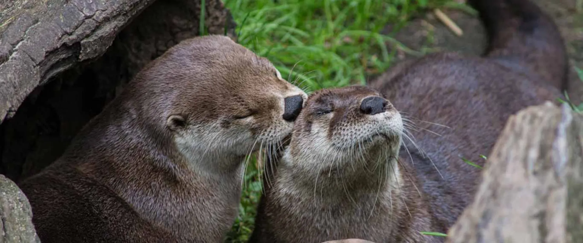 A tender moment between two brown otters: the one on the right is basking with its head tilted up, while the one on the left leans in for a gentle touch or kiss, showcasing their affectionate behavior.
