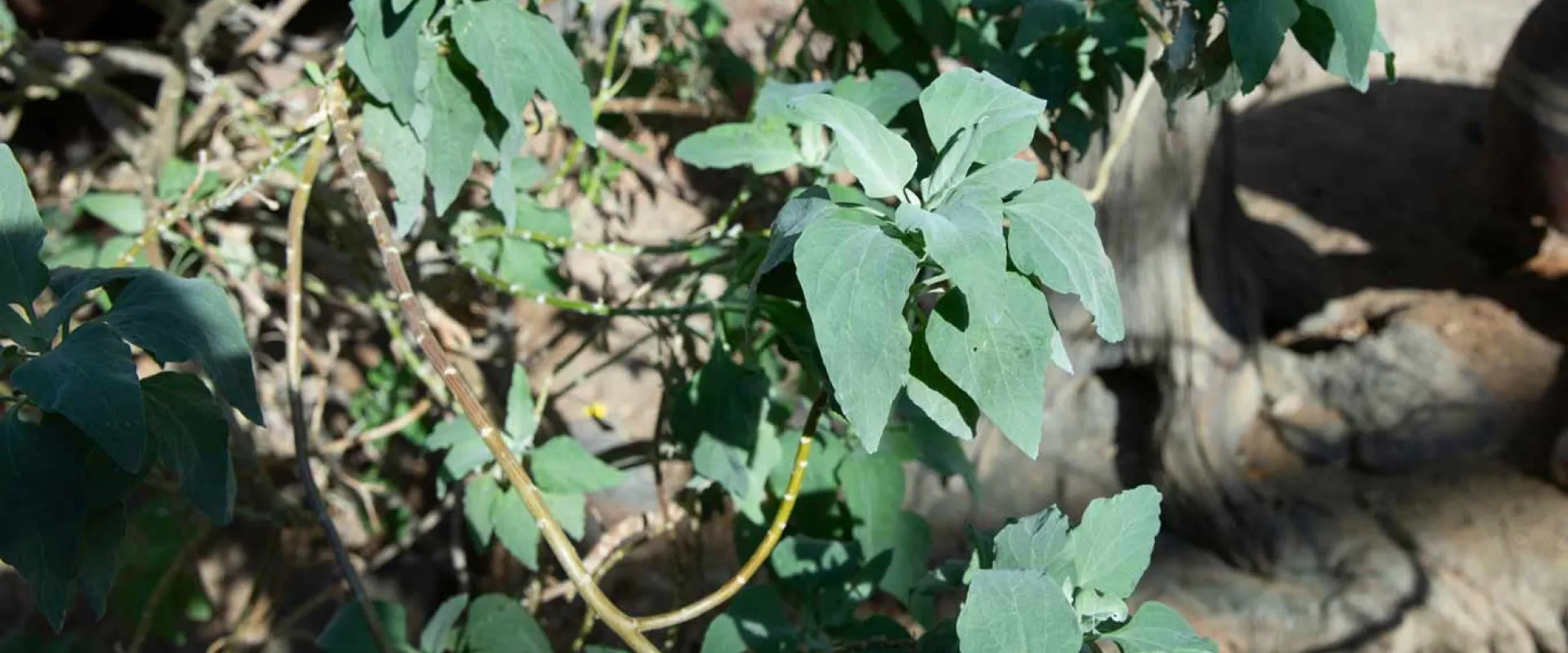 A close-up of a leafy plant with gray-green leaves. The plant is growing from a patch of dirt and dry ground, with the base of a tree visible in the background.
