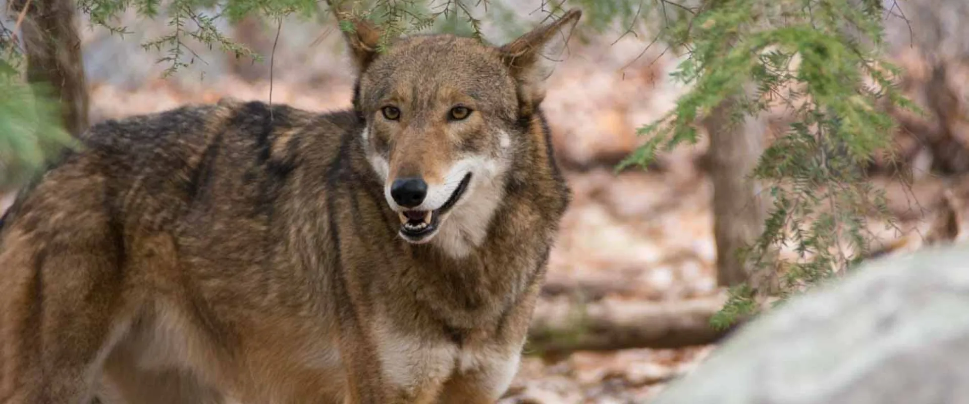 North Carolina Zoo Joins the Conservation Centers for Species Survival