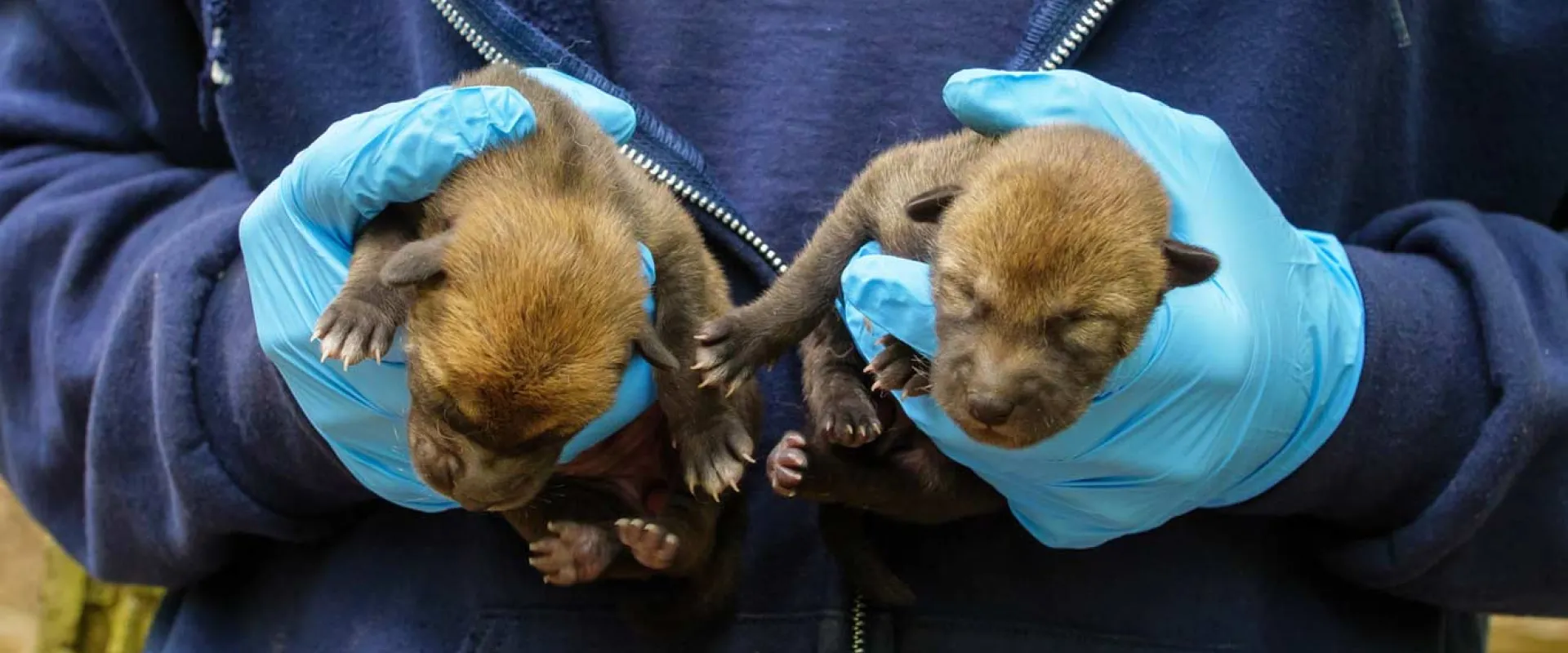 Two baby red wolf puppies are gently cradled in a Zoo team member's gloved hands, showcasing the small size and adorable features of the puppies.