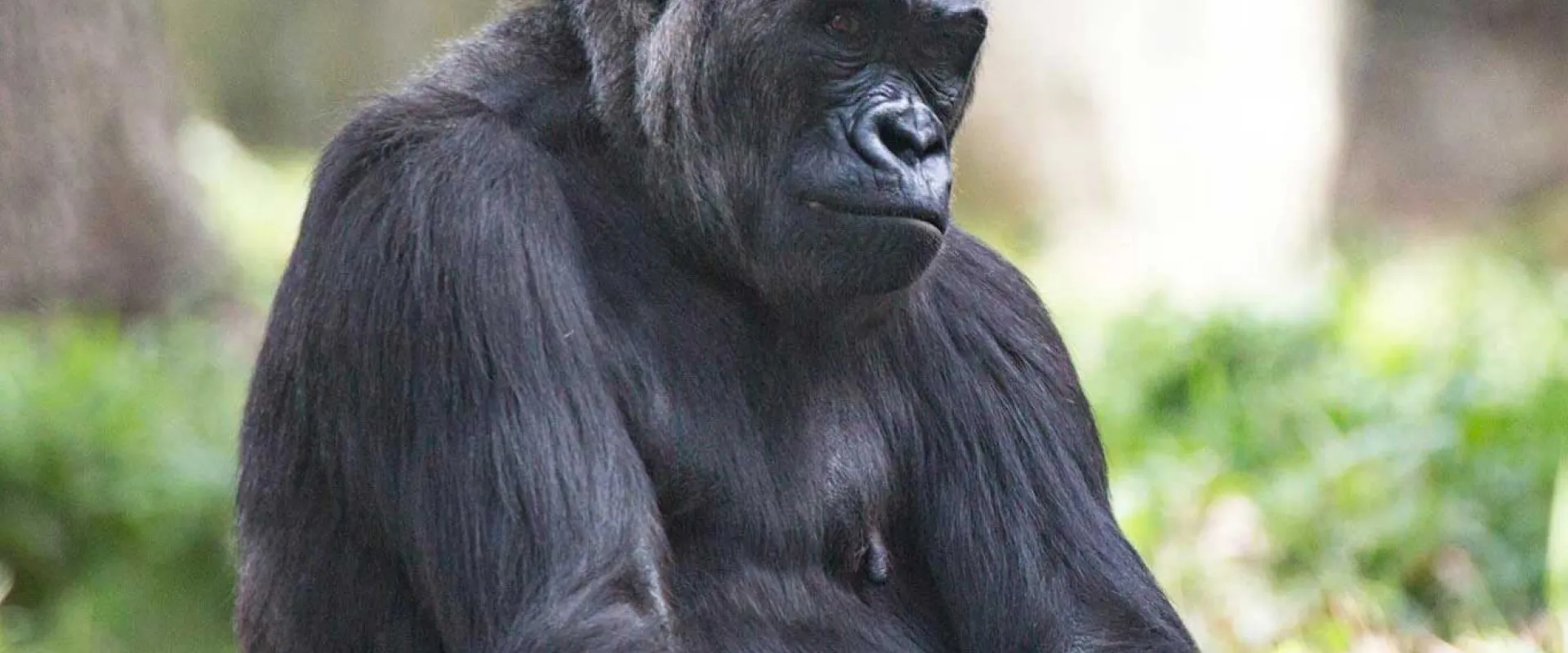 A Gorilla sitting with its legs tucked under it. The large, muscular animal is looking at the viewer, one hand resting on the ground while the other is clenched near his chest.
