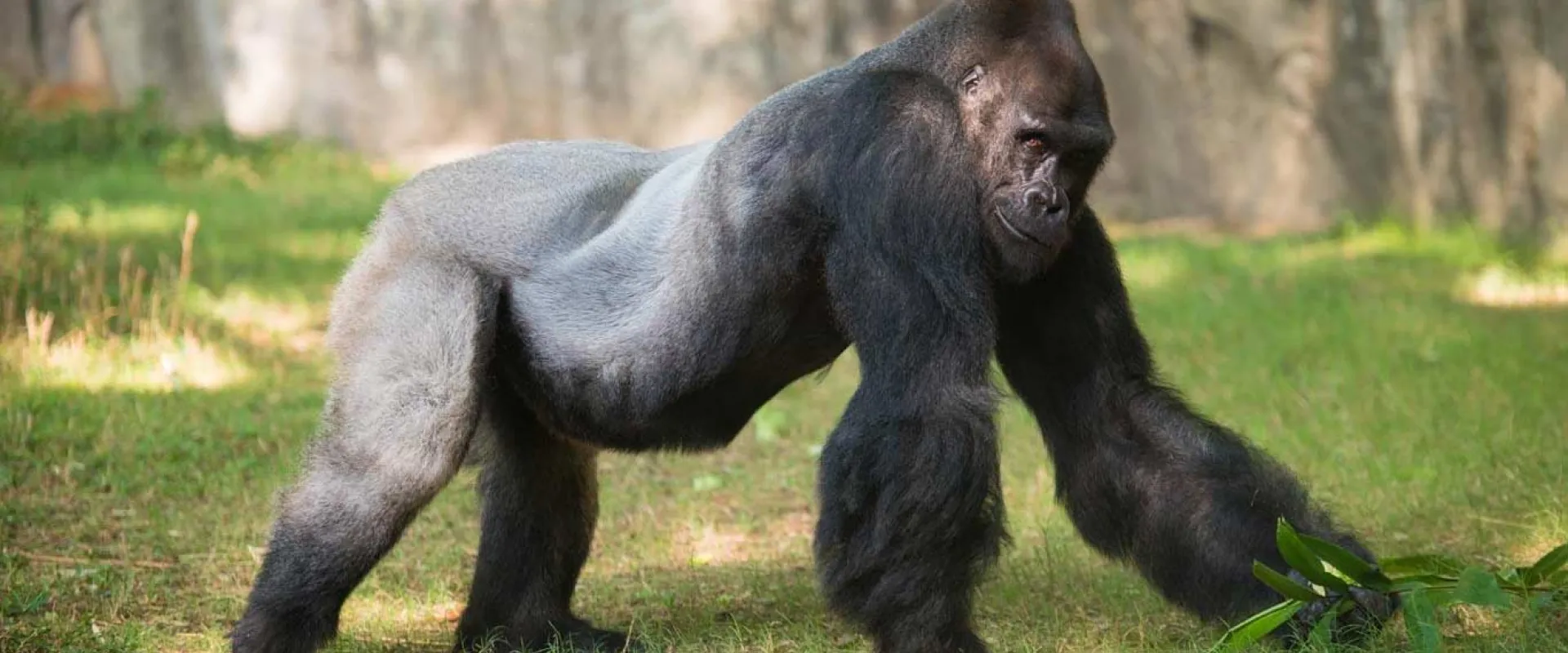 A large Gorilla walking on its strong arms and legs towards the right through a grassy field. A tall, rocky wall is visible behind it.