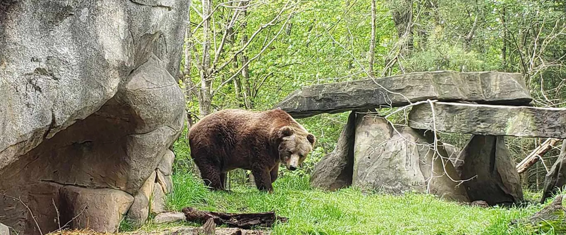 A large, shaggy and brown Grizzly Bear stands in a lush, grassy outdoor enclosure, looking toward the viewer. It is positioned near the center, under a rocky overhang or man-made shelter, with two vertical rock supports holding up a large horizontal slab. The background consists of tall, weathered grey boulders and a dense patch of green trees and undergrowth.