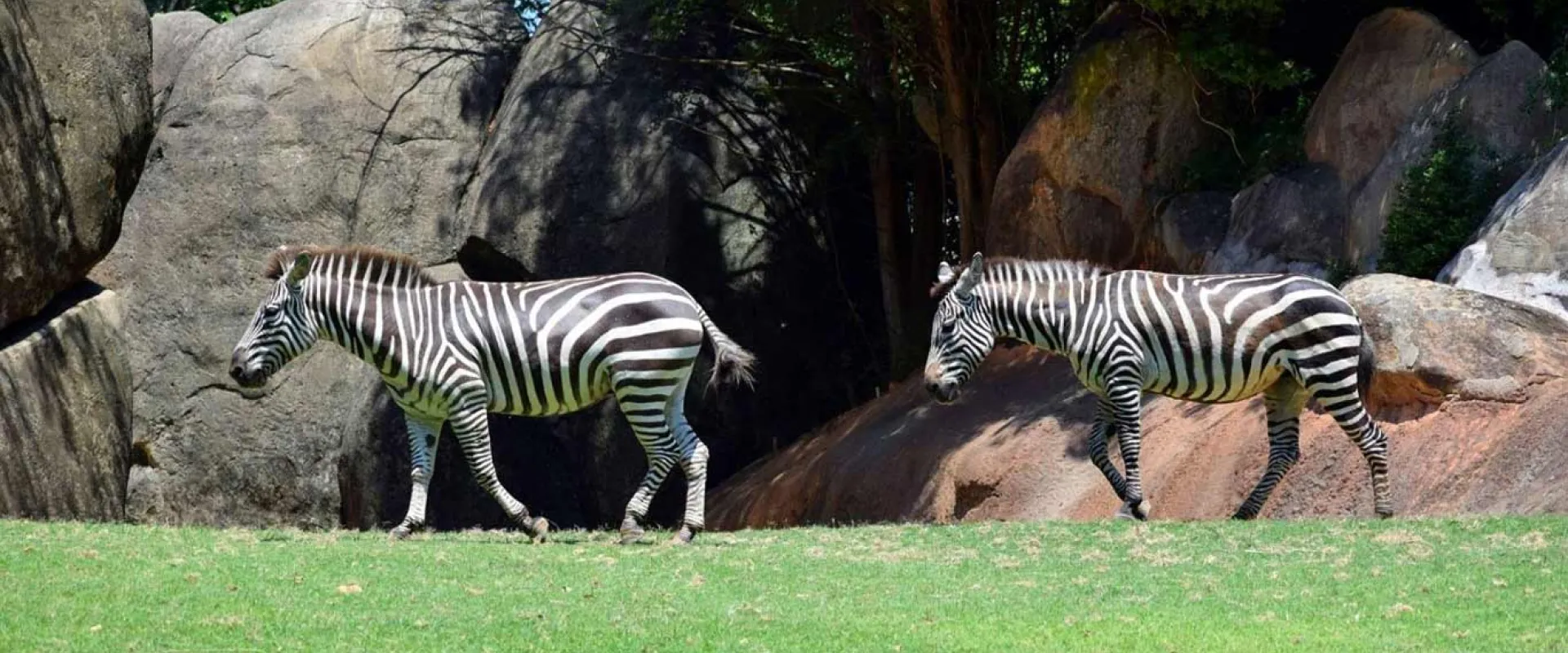 Two black and white-striped zebras stand in a grassy enclosure with large boulders and dark foliage in the background.