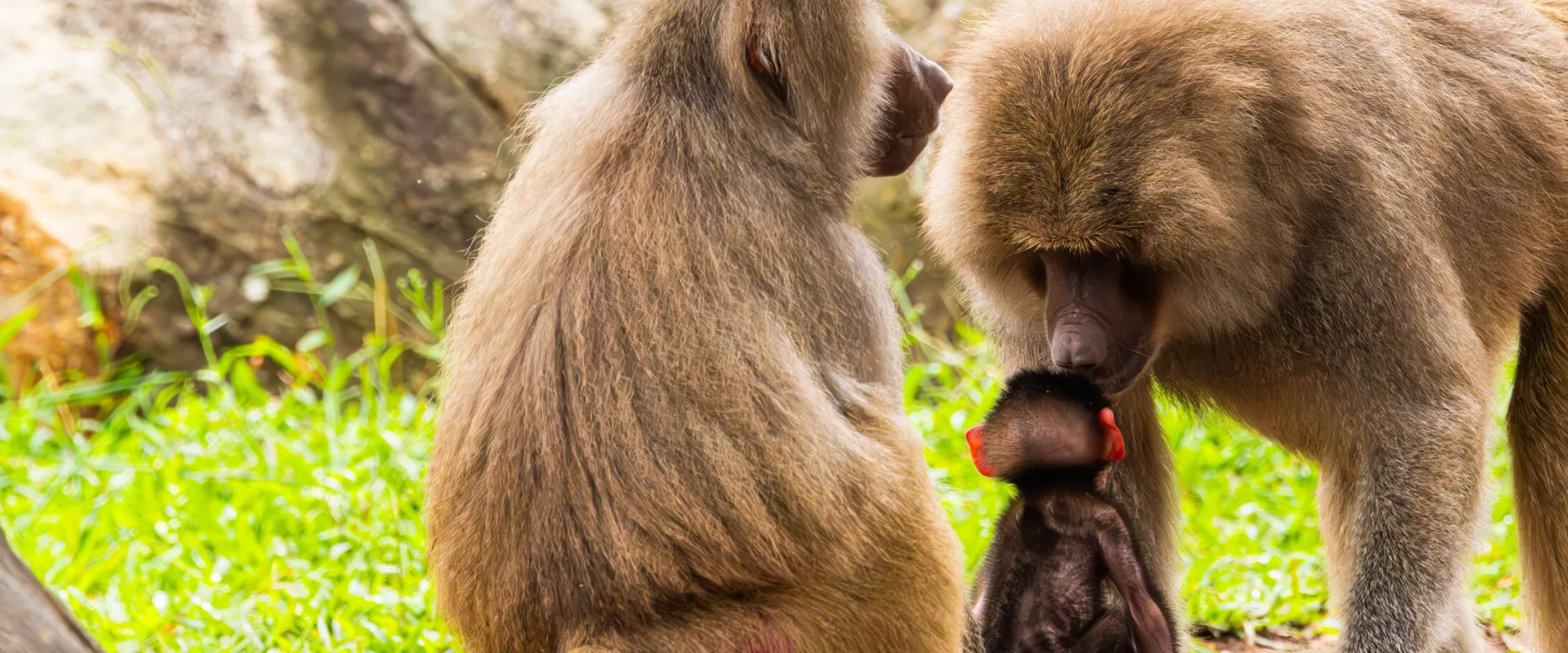 Baby Baboon Joins Band at North Carolina Zoo